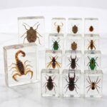 A collection of various insects, including scorpions, iridescent beetles, and spiders, individually encapsulated in clear epoxy resin blocks on a white surface.